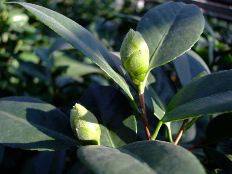 ��Ƭ2011-10-16 00311.jpg
