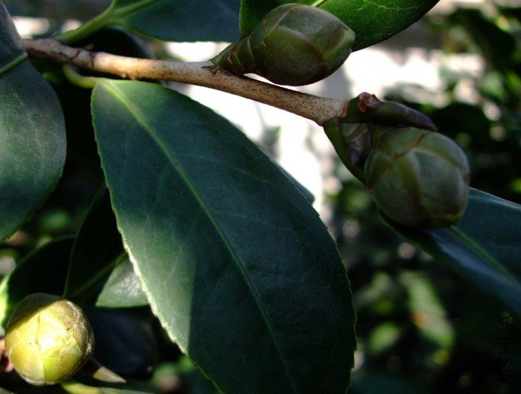 ��Ƭ2011-10-16 01511.jpg