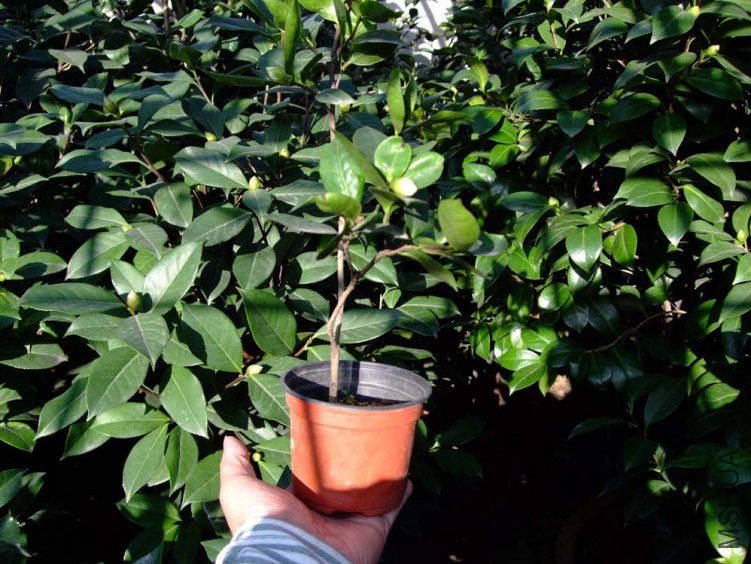 ��Ƭ2011-10-16 03011.jpg