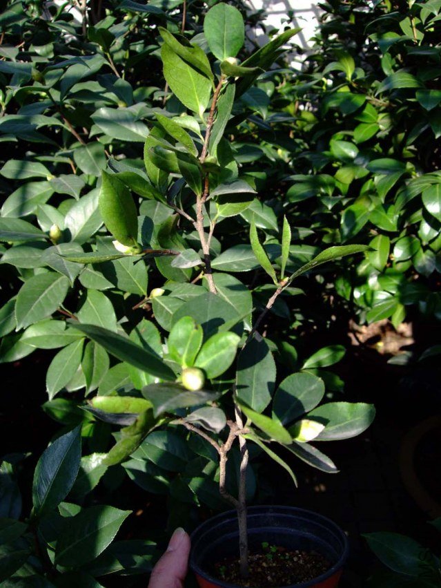 ��Ƭ2011-10-16 03111.jpg