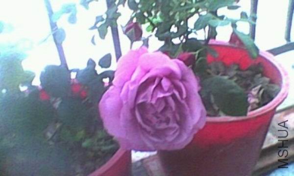IMG0084A_360x600.jpg