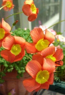T1l1KrXeXoXXcG6Cw3_051207.jpg_310x310.jpg