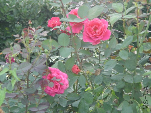 DSC01506.JPG