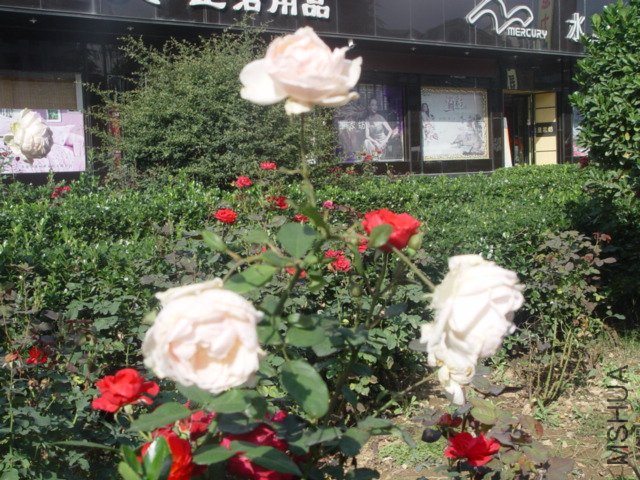 DSC01511.JPG