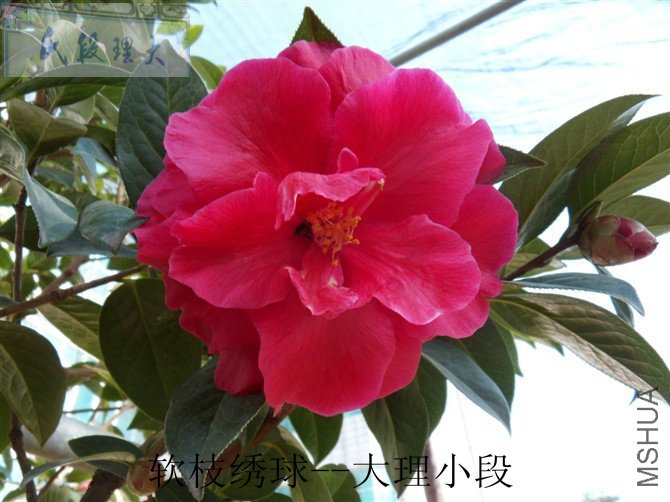 ��֦����.jpg
