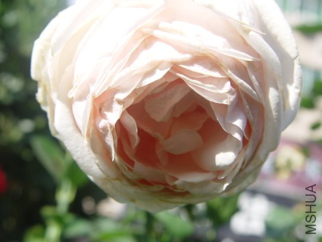 DSC01510.JPG