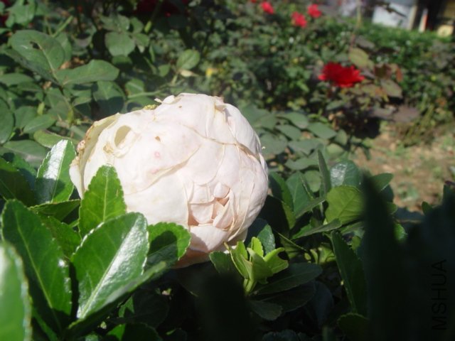 DSC01513.JPG