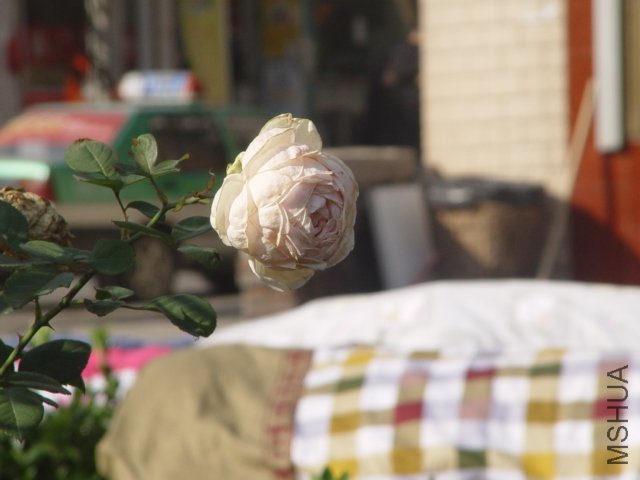 DSC01514.JPG