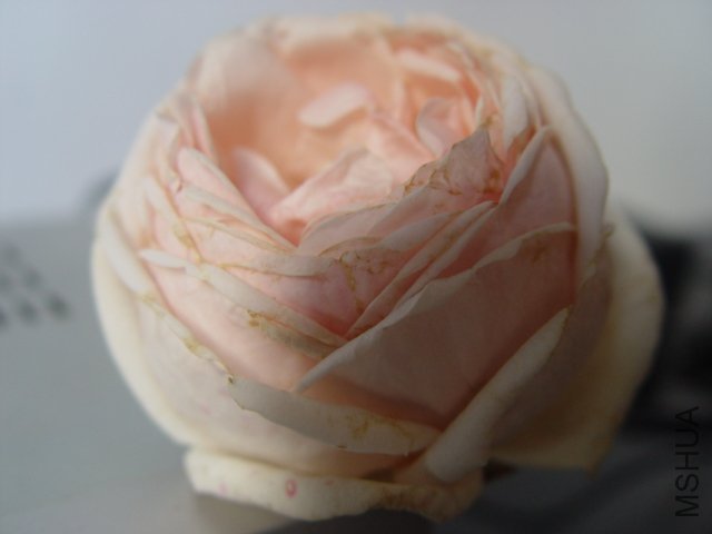 DSC01519.JPG