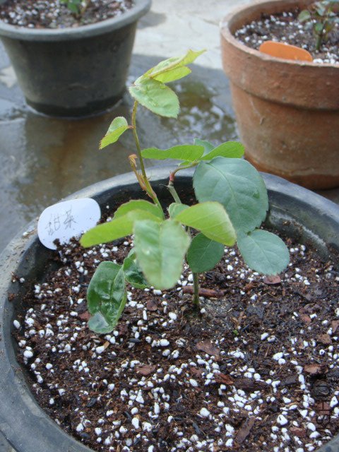 DSC02777.JPG