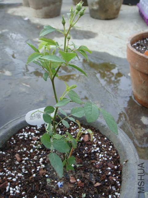 DSC02778.JPG