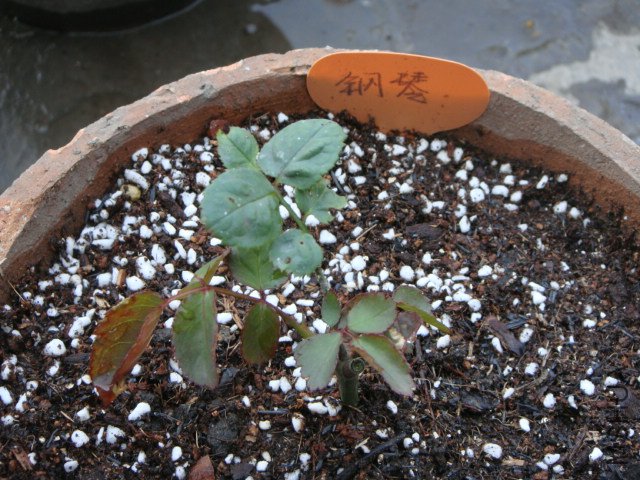 DSC02779.JPG