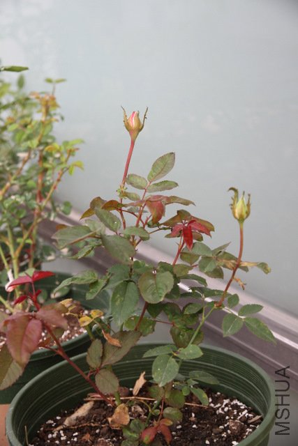 IMG_4166.JPG