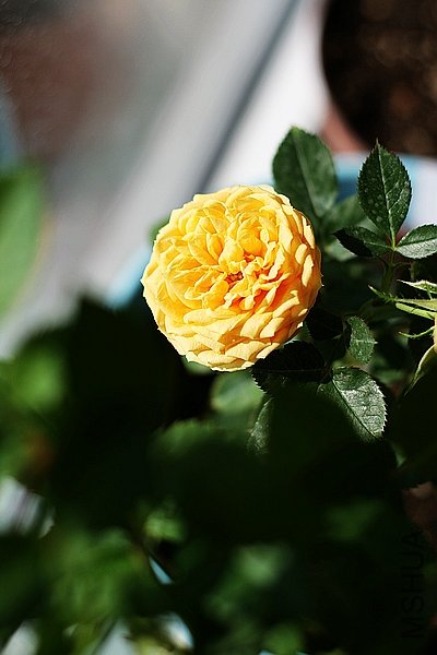 IMG_5937.jpg