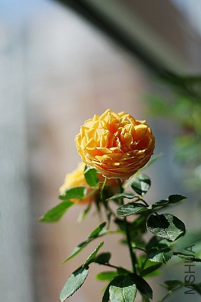 IMG_5939.jpg