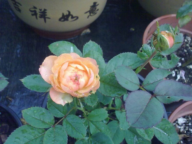 201109191633.jpg