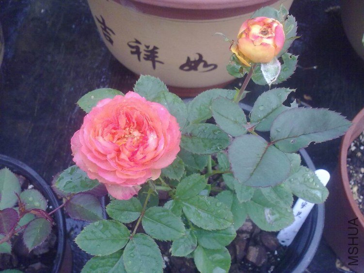 201109231653.jpg
