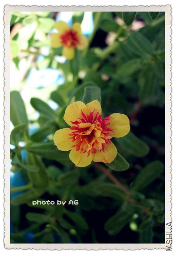 DSCF0026_����.jpg