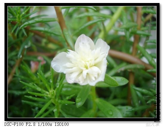 nEO_IMG_DSC04039.jpg