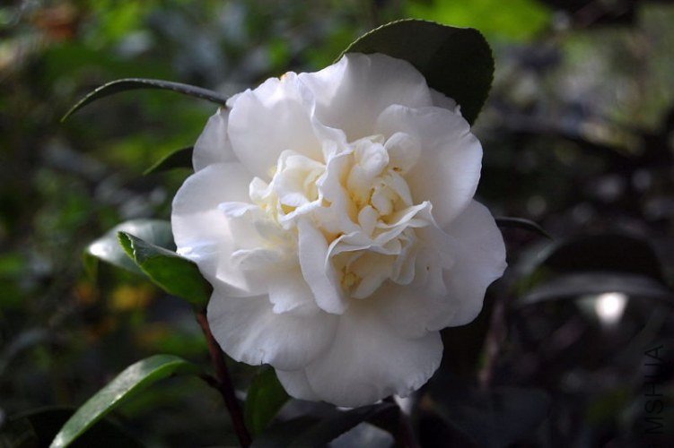 DSC_00470047.JPG