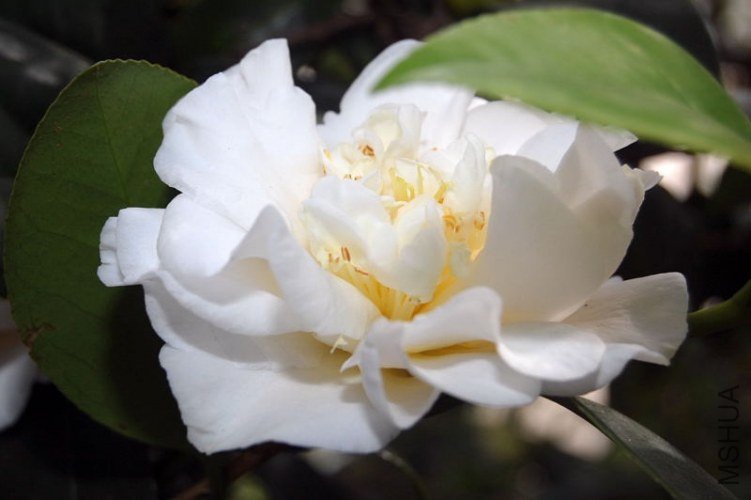 DSC_00430043.JPG