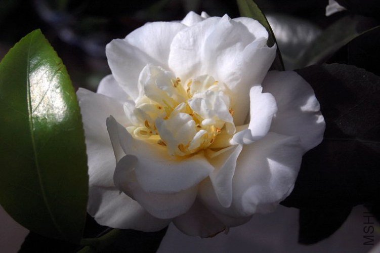 DSC_00330033.JPG