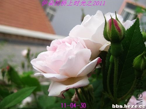 11043007007a1397e38dcbddf3.jpg