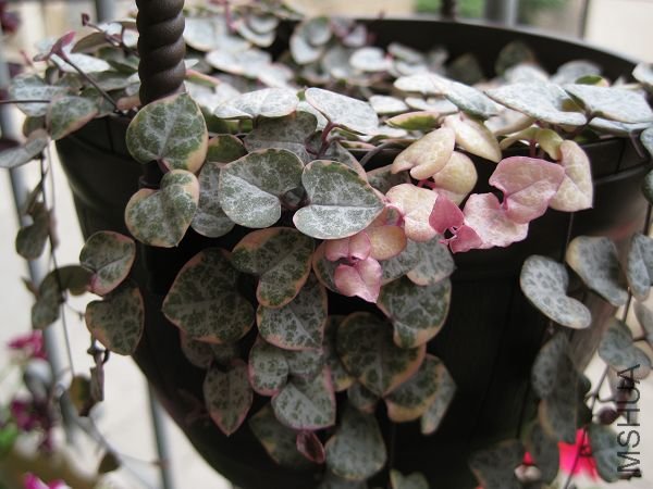 2010��7�� 100.jpg