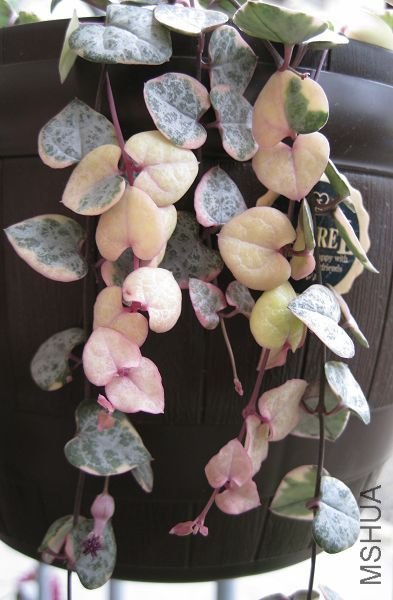 2010��7�� 102.jpg