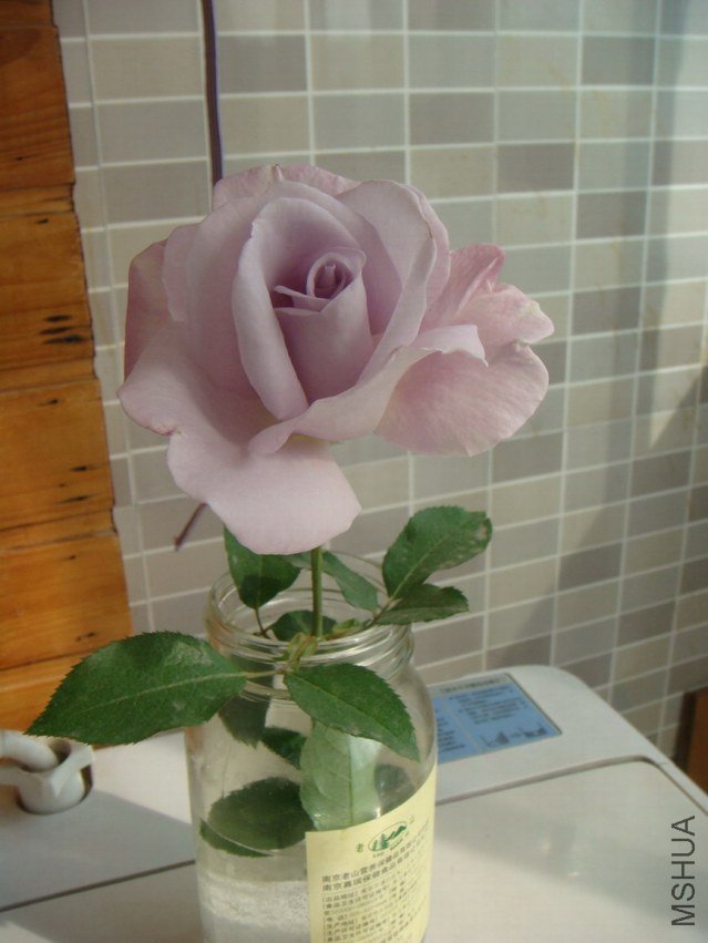 DSC09398.JPG