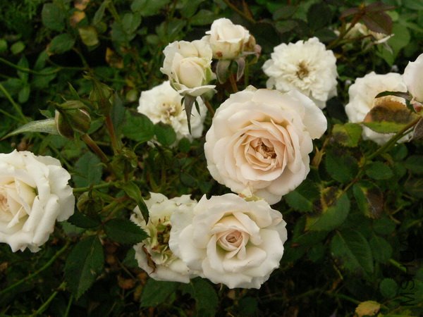 P1180621.jpg