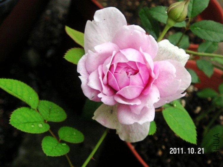 PICT0017.JPG