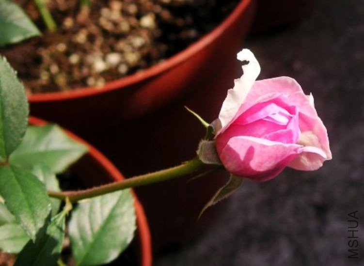 PICT0008.JPG