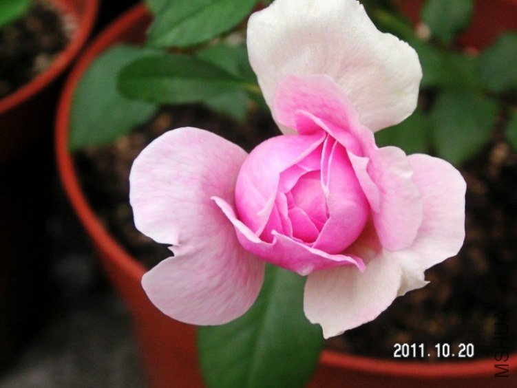 PICT0003.JPG