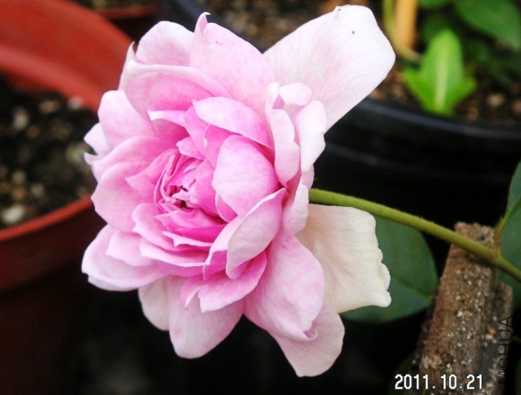 PICT0012.JPG