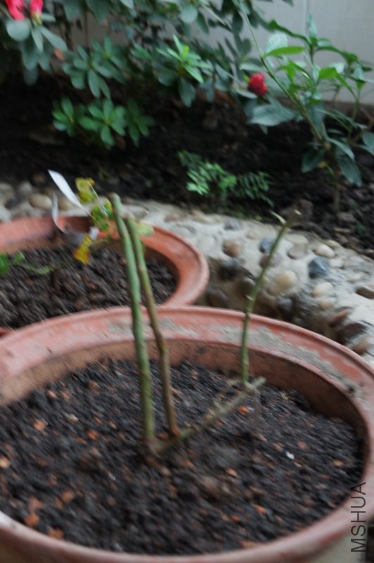 DSC00202.jpg