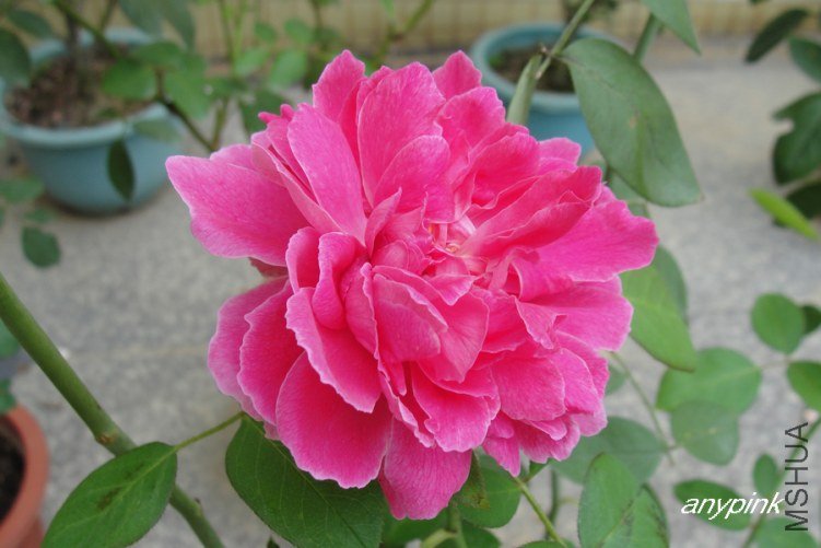 DSC09020-1.jpg
