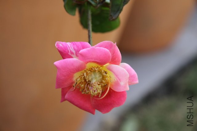 IMG_4252.JPG
