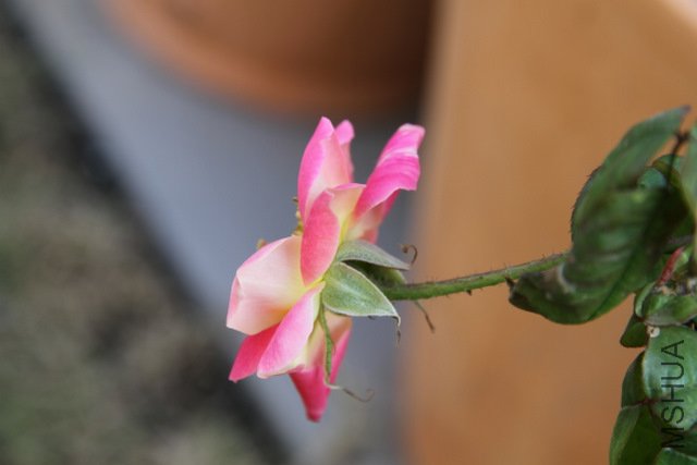 IMG_4253.JPG