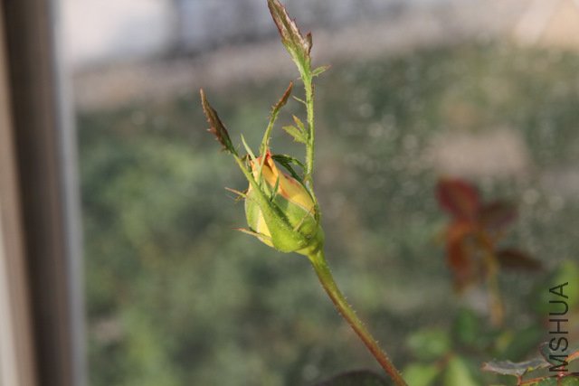 IMG_4220.JPG