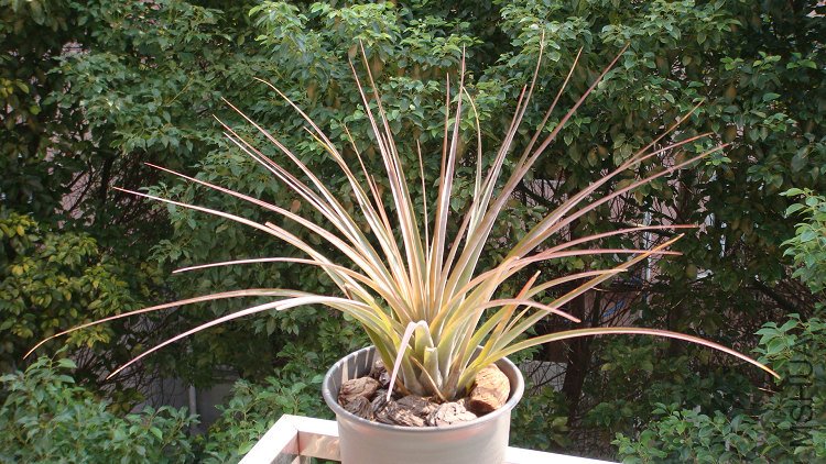 Tillandsia fasciculata   ��Red Giant�� ��ɫ����������.JPG