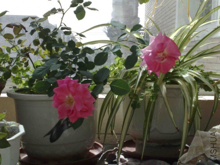 20090620053.jpg