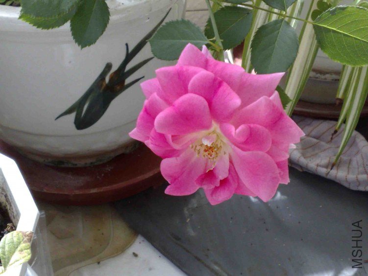 20090620054.JPG