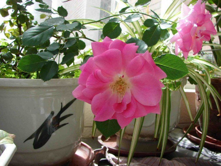 DSC00002.JPG