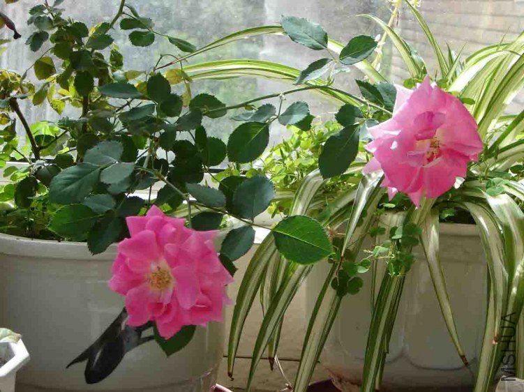 DSC00001.jpg