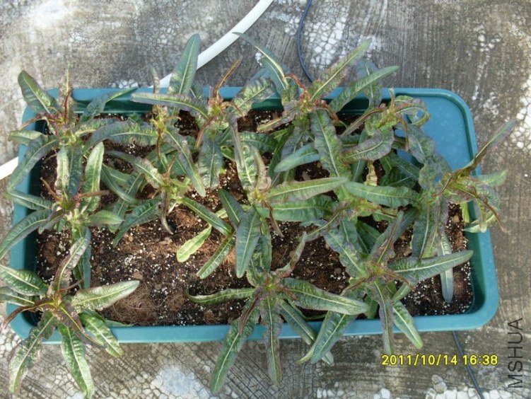 SDC19340_nEO_IMG.jpg