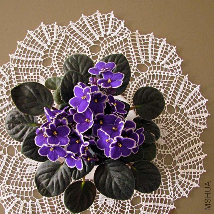 african-violet.jpg