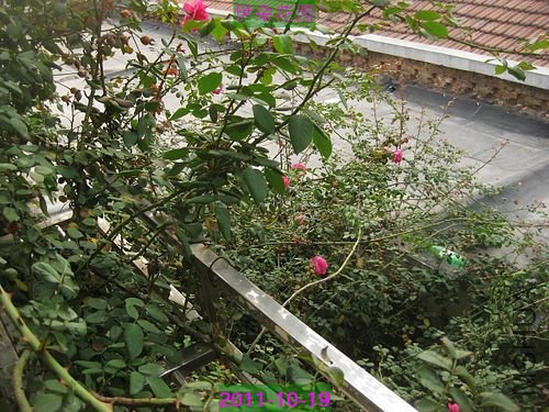 nEO_IMG_��Ƭ 007.jpg