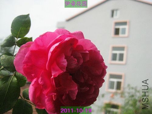 nEO_IMG_��Ƭ 021.jpg