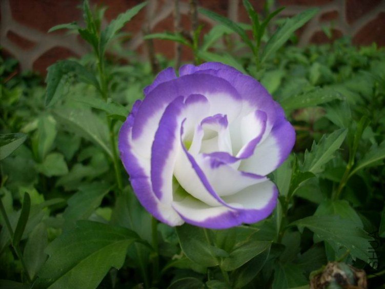 ������С DSCN4798.JPG